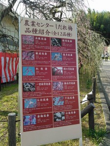 名古屋の『しだれ梅まつり』に土岐市観光協会、参戦中