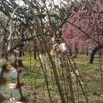 名古屋の『しだれ梅まつり』に土岐市観光協会、参戦中