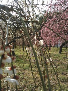 名古屋の『しだれ梅まつり』に土岐市観光協会、参戦中
