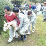 「陶史の森」で羊の毛刈りがありました。