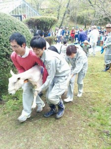「陶史の森」で羊の毛刈りがありました。