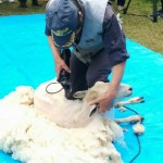 「陶史の森」で羊の毛刈りがありました。