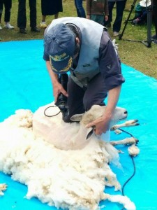 「陶史の森」で羊の毛刈りがありました。