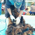 「陶史の森」で羊の毛刈りがありました。