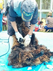 「陶史の森」で羊の毛刈りがありました。