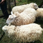 「陶史の森」で羊の毛刈りがありました。