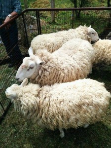 「陶史の森」で羊の毛刈りがありました。
