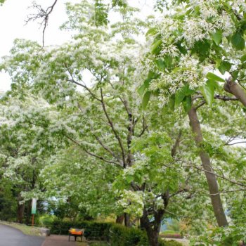 満開のヒトツバタゴ