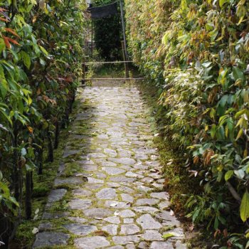 趣がある路を抜けると…