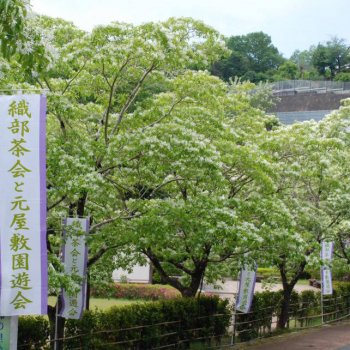 満開のヒトツバタゴ