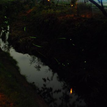 鶴里町ホタルまつり