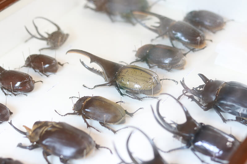 カブトムシ観察会が開催されました | 土岐高山城跡の森 「里山わいわい広場」