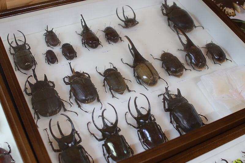 真夏の森のフェスティバル 土岐高山城跡の森 「里山わいわい広場」