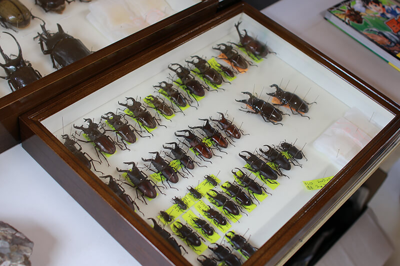 真夏の森のフェスティバル 土岐高山城跡の森 「里山わいわい広場」