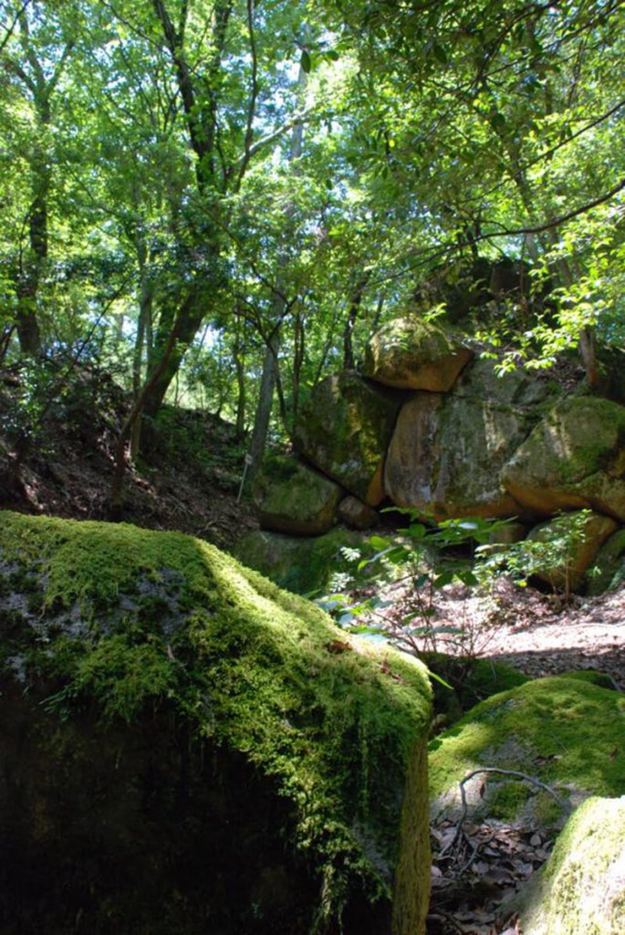 「妻木城跡」に行ってきました！