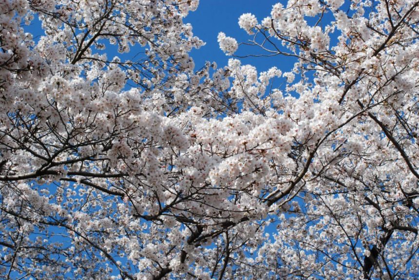 土岐市の桜も満開です！