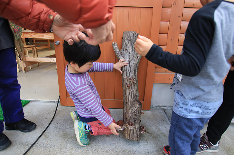 シイタケの菌打ち体験 土岐高山城跡の森 「里山わいわい広場」