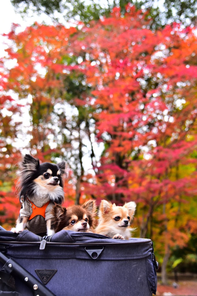 @_koyunatu_様 『無題』 撮影場所:曽木公園