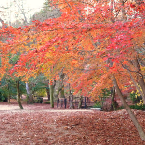 Toki no Toki 土岐市観光大使が行く土岐の旅 曽木公園
