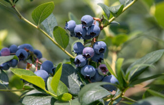 ブルーベリーファーム瑞浪