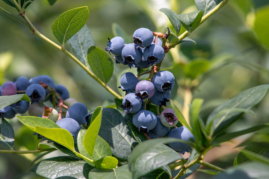 ブルーベリーファーム瑞浪