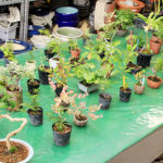 織部ヒルズオータムフェア2017土岐口工業・手づくりパン やまぼうし