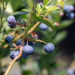 ブルーベリーファーム瑞浪