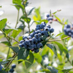 ブルーベリーファーム瑞浪