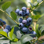 ブルーベリーファーム瑞浪