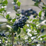 ブルーベリーファーム瑞浪