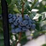 ブルーベリーファーム瑞浪